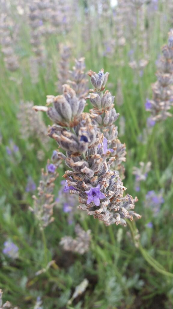 Blooming Lavender